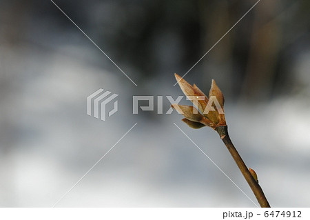 クロモジの冬芽と花芽 6474912