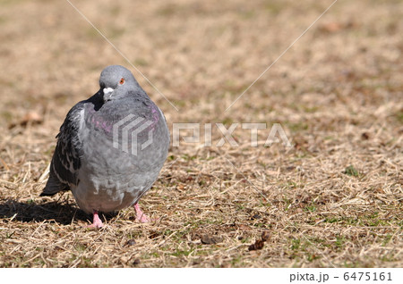 日向ぼっこの鳩 6475161