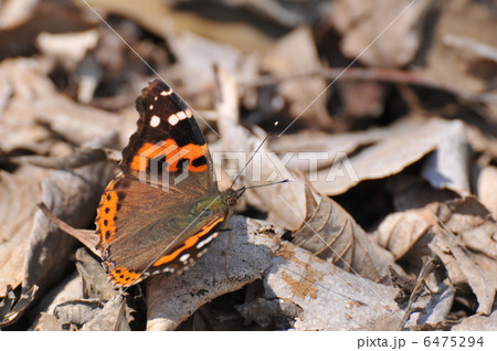 アカタテハ 6475294