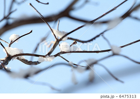 ハナミズキの小枝に雪 ハナミズキの小枝に雪 6475313