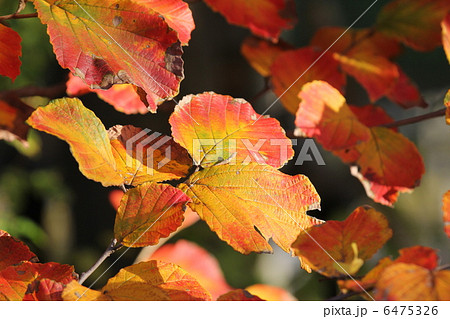 マンサクの紅葉 6475326