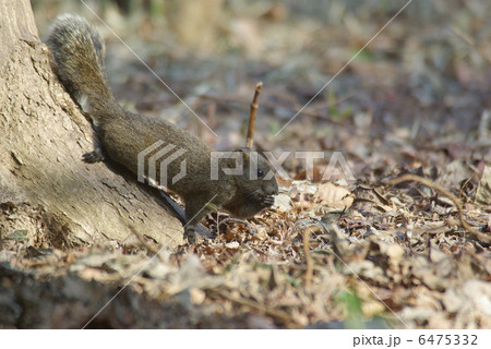 タイワンリス 6475332