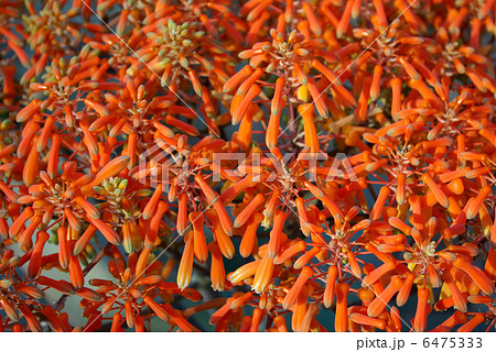 アロエ・ストリアータの花のアップ（横位置） 6475333