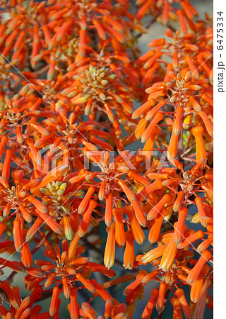 アロエ・ストリアータの花のアップ（縦位置） 6475334