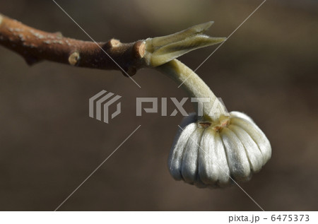 ミツマタの蕾(1月) ミツマタの蕾(1月) 6475373
