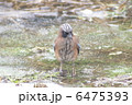 カケス 6475393