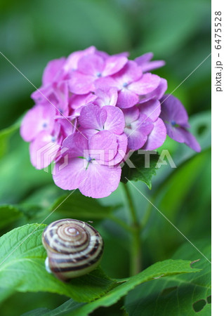 アジサイが主役 6475528