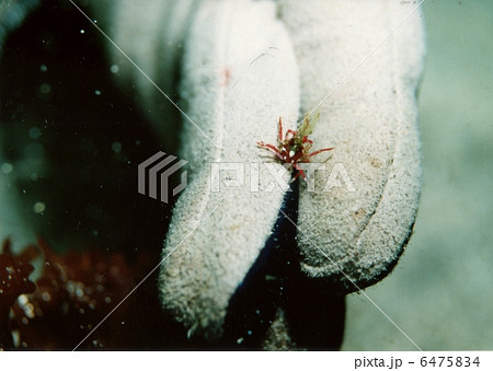 モクズショイ 6475834