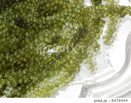 海ぶどう 6476444