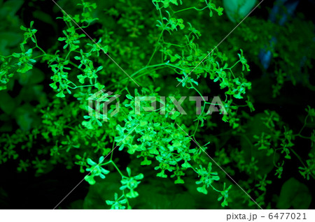 オンシジウム オブリザタム 花言葉:神秘的な愛 Oncidium Obryzatum オンシジウム オブリザタム 花言葉:神秘的な愛 Oncidium Obryzatum 6477021