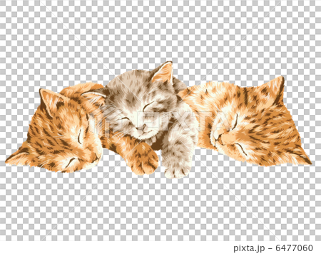 かわいいネコ 6477060