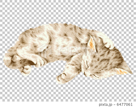 かわいいネコ 6477061