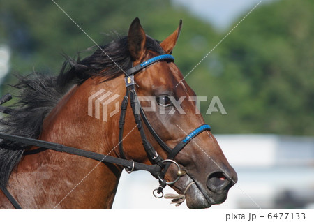 返し馬 6477133