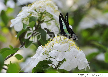 瓊花とアオスジアゲハ 瓊花とアオスジアゲハ 6477358