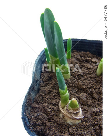 春の訪れ 水仙の芽 春の訪れ 水仙の芽 6477786