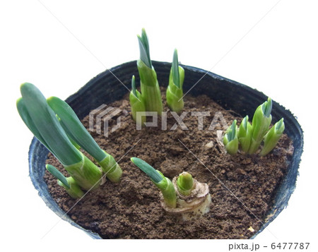 春の訪れ　水仙の芽 6477787