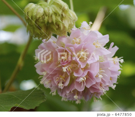 オオホウカンボク 6477850