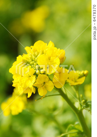満開の菜の花 6478370