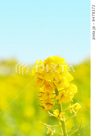 満開の菜の花 満開の菜の花 6478372
