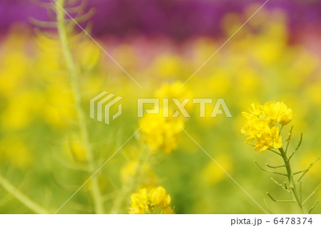 満開の菜の花 満開の菜の花 6478374