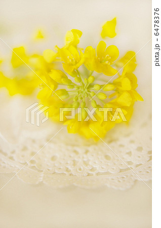 満開の菜の花 満開の菜の花 6478376