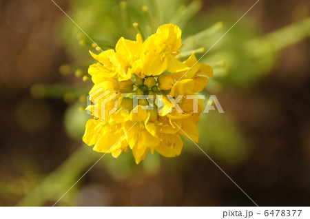 満開の菜の花 6478377