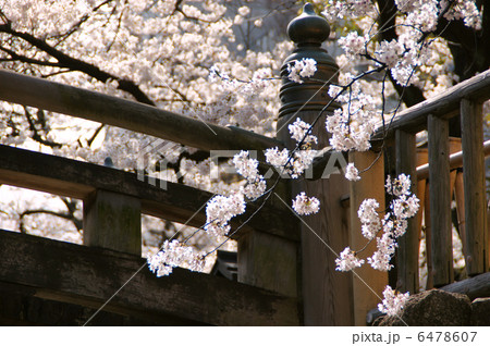 満開の桜 満開の桜 6478607