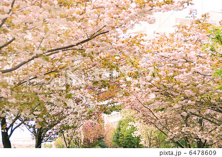 満開の桜並木 6478609