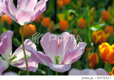 tulips 6479327