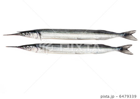 白バックで撮ったサヨリ 6479339