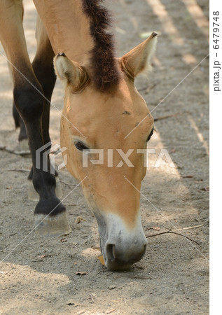 モウコノウマ_8 6479748