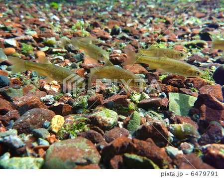 アブラハヤ アブラハヤ 6479791