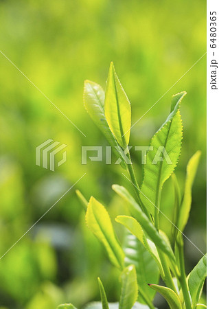 新茶の茶畑 新茶の茶畑 6480365