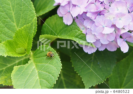 ミツバチとアジサイ 6480522