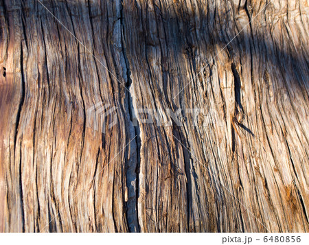 杉の樹幹 杉の樹幹 6480856