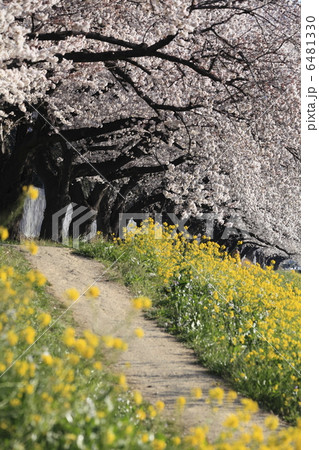 桜並木 桜並木 6481330