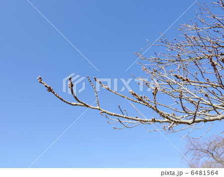 2月の公園 2月の公園 6481564