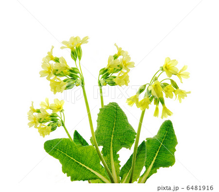 Yellow primroses 6481916