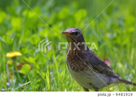 ノドアカツグミ ノドアカツグミ 6481919