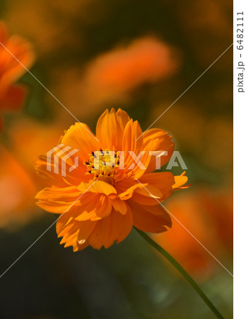 マリーゴールド 6482111