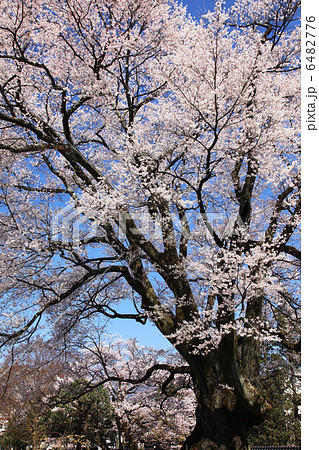 飯田市の安富桜 飯田市の安富桜 6482776