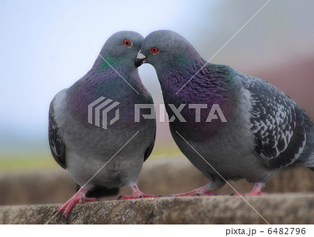 らぶらぶはと 6482796