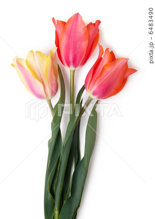 Tulips 6483490