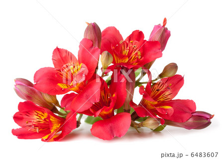 Alstroemeria flower 6483607