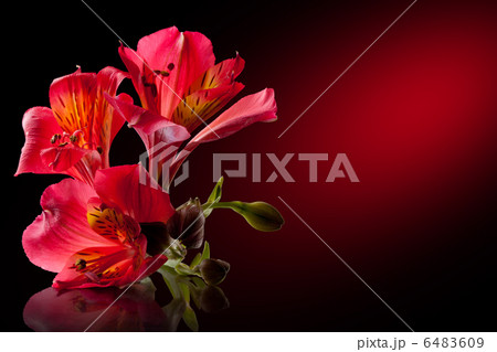 Alstroemeria flower Alstroemeria flower 6483609