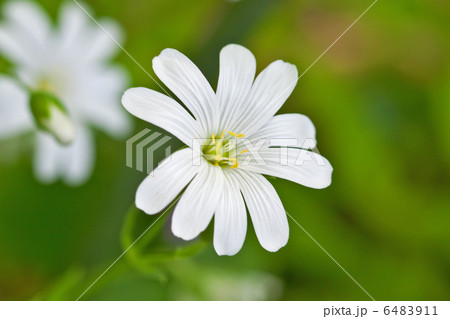 close-up white flowers close-up white flowers 6483911