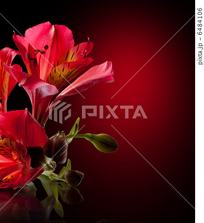 Alstroemeria flower Alstroemeria flower 6484106