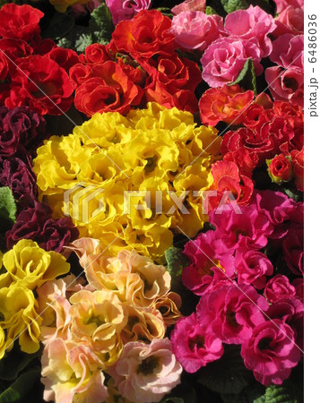 八重咲ジュリアン 八重咲ジュリアン 6486036