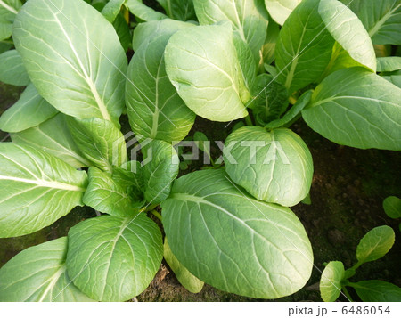 小松菜 6486054