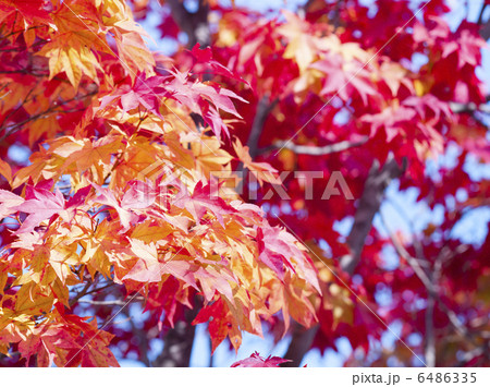紅葉 6486335